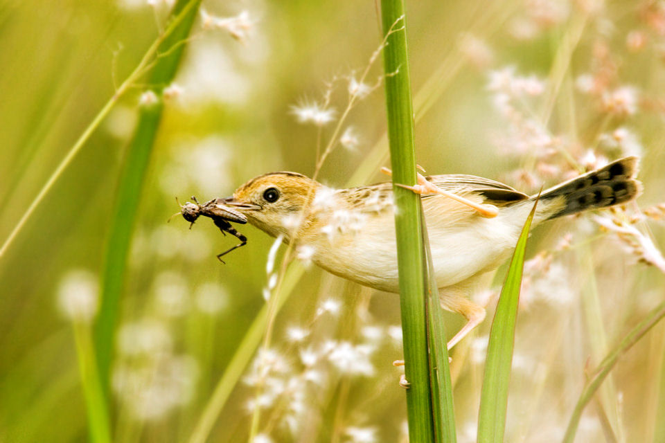 Golden-headed Cisticola (Cisticola exilis)